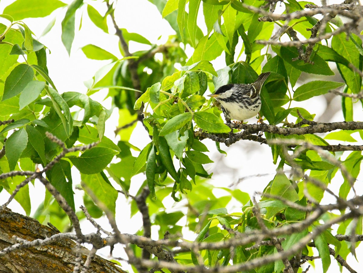 Blackpoll Warbler - ML389556461