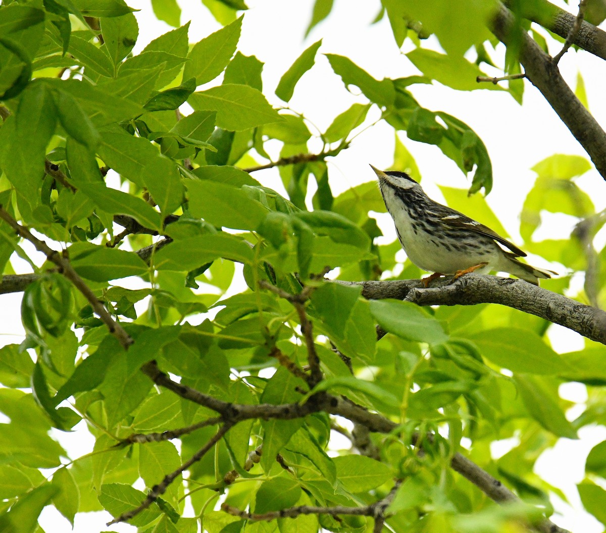 Blackpoll Warbler - ML389556471