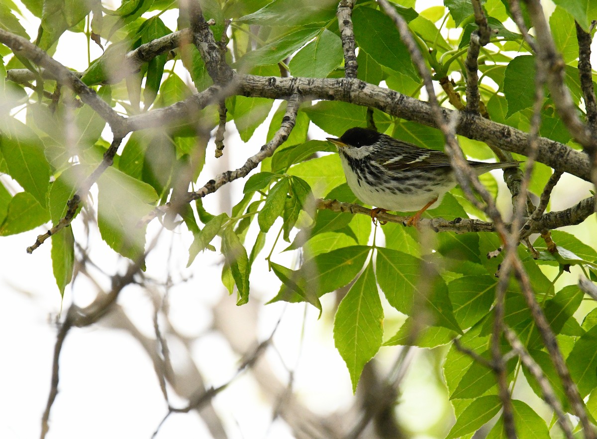 Blackpoll Warbler - ML389556481