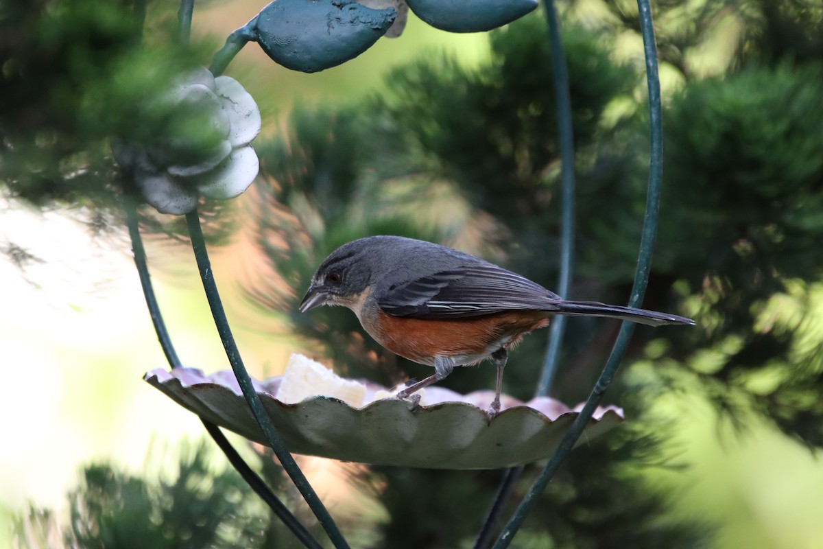 Buff-throated Warbling Finch - ML389556621