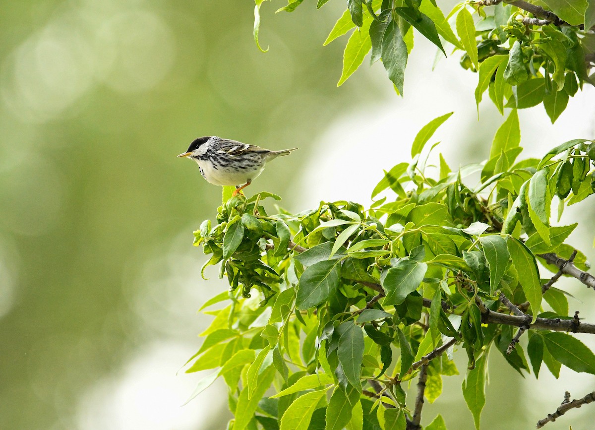 Blackpoll Warbler - ML389559521