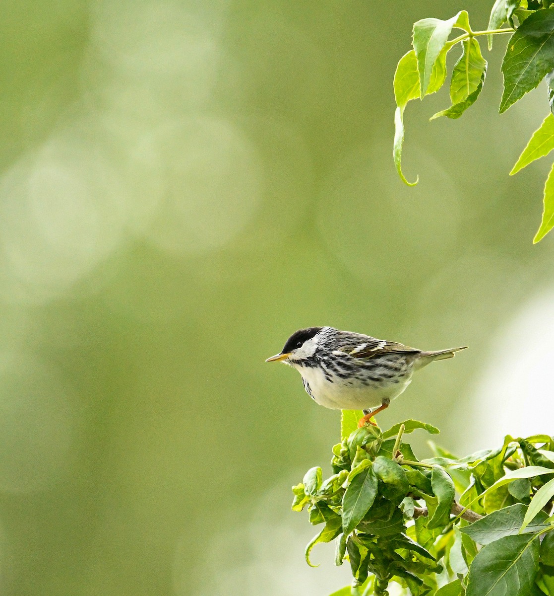 Blackpoll Warbler - ML389559551