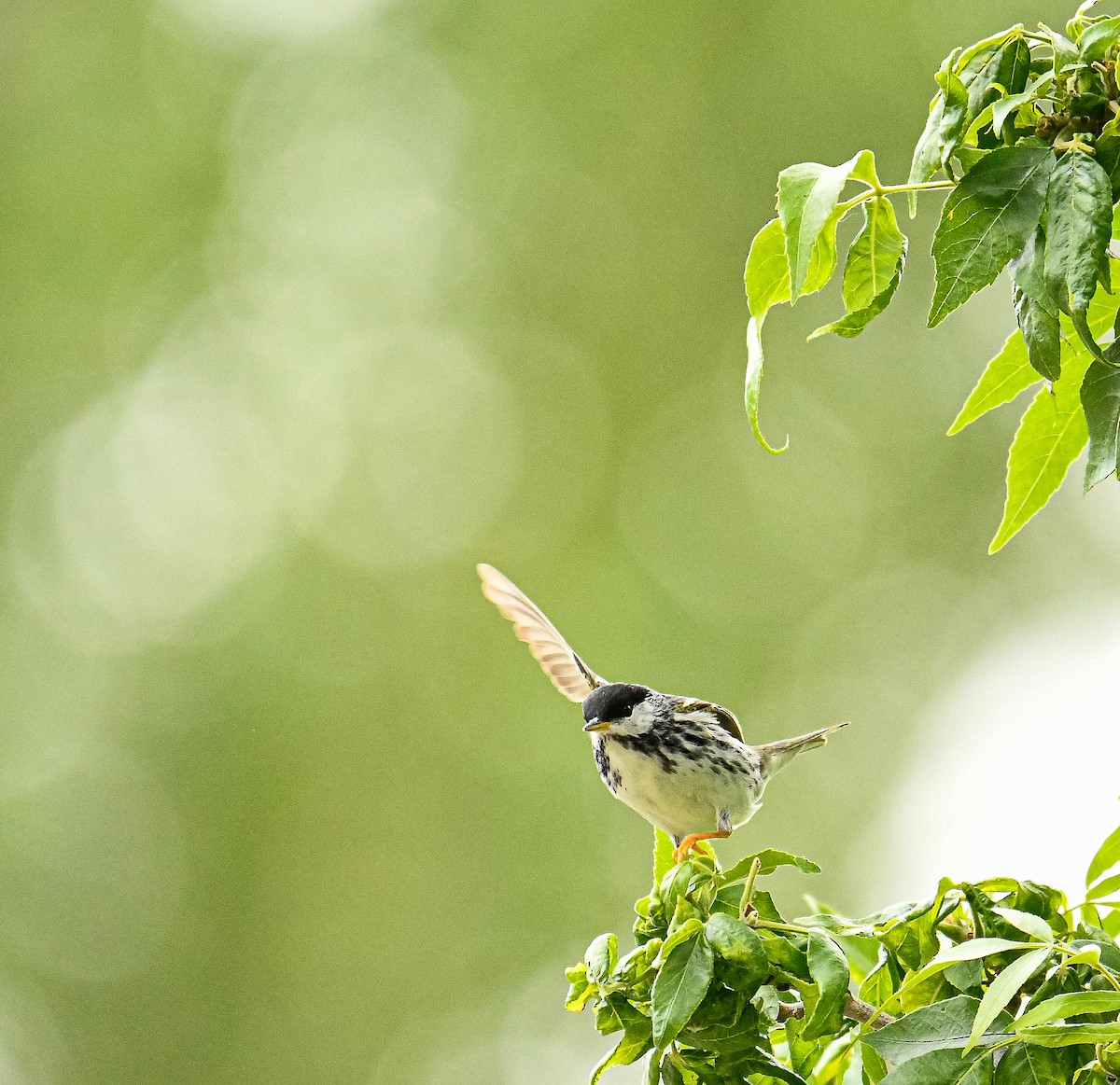 Blackpoll Warbler - ML389559581