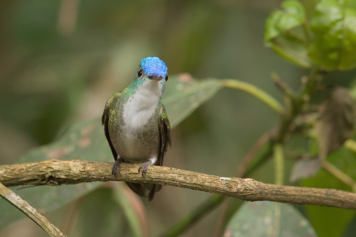 Azure-crowned Hummingbird (Azure-crowned) - ML389559811