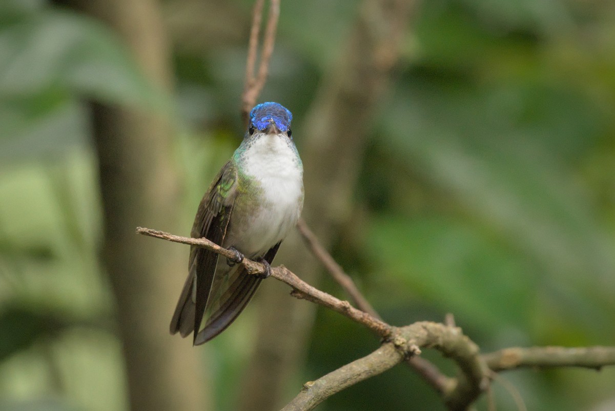 Azure-crowned Hummingbird (Azure-crowned) - ML389559971