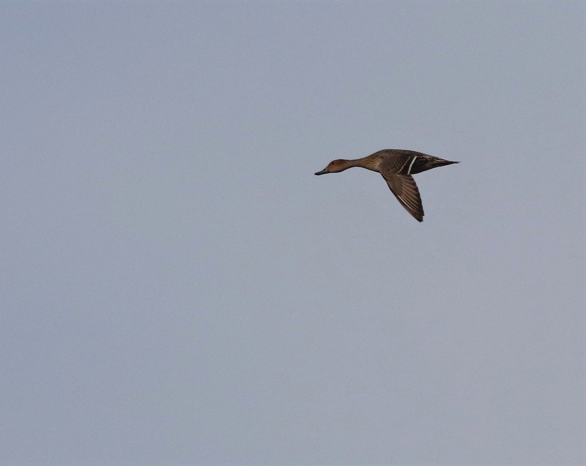 Northern Pintail - ML389560151