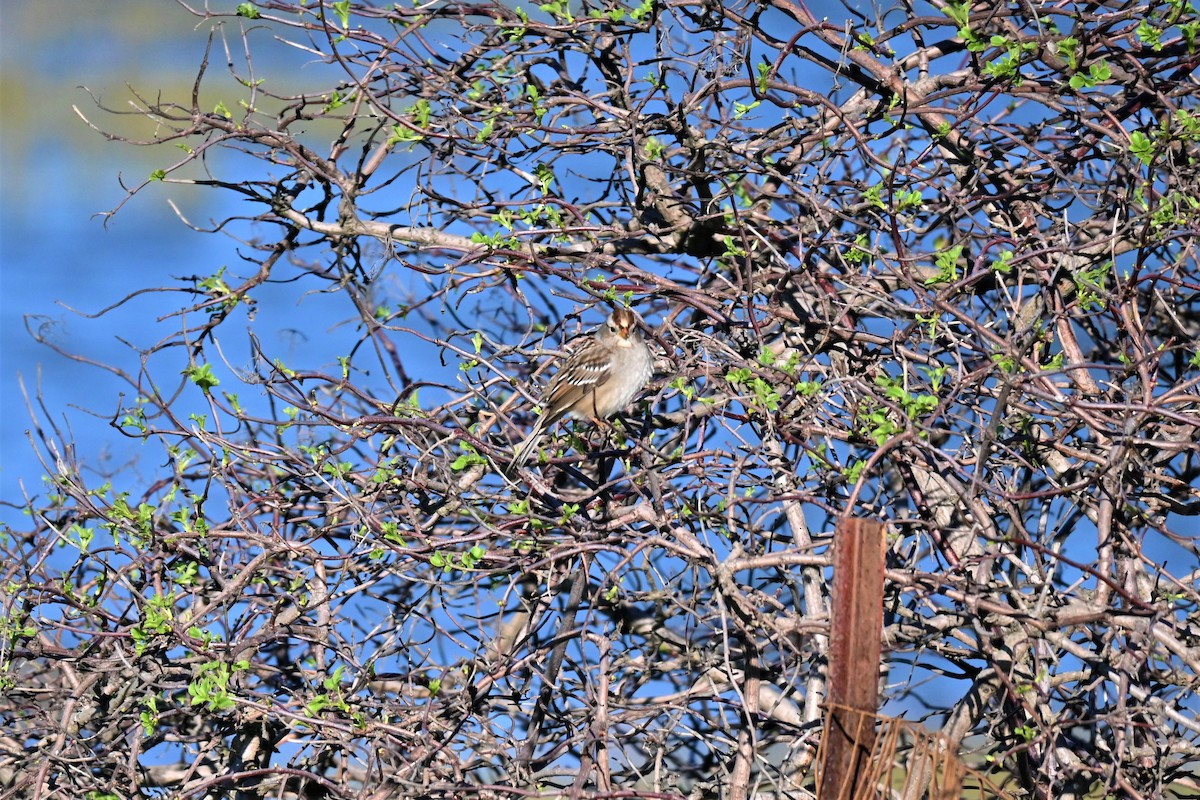 Golden-crowned Sparrow - ML389560171