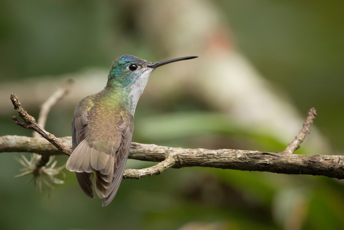 Azure-crowned Hummingbird (Azure-crowned) - ML389560231