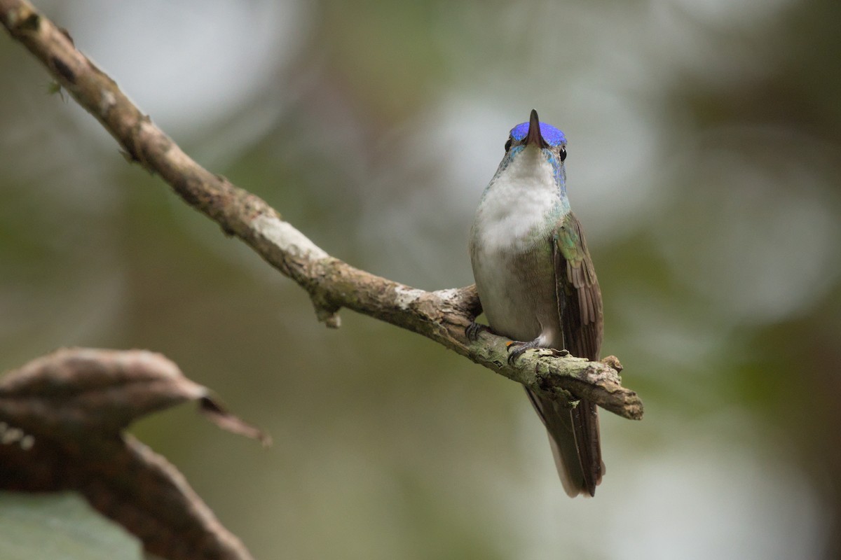 Azure-crowned Hummingbird (Azure-crowned) - ML389560301