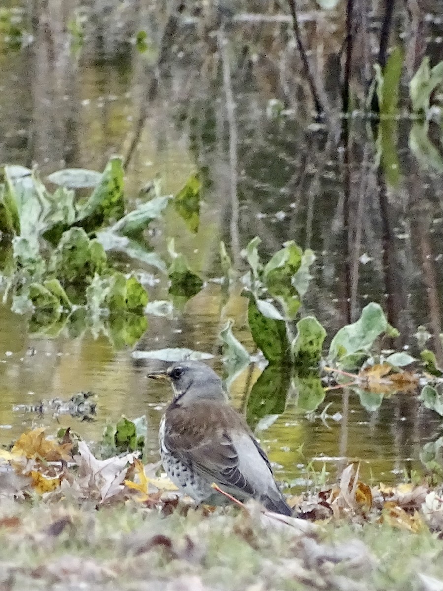 Fieldfare - Javier Atrio