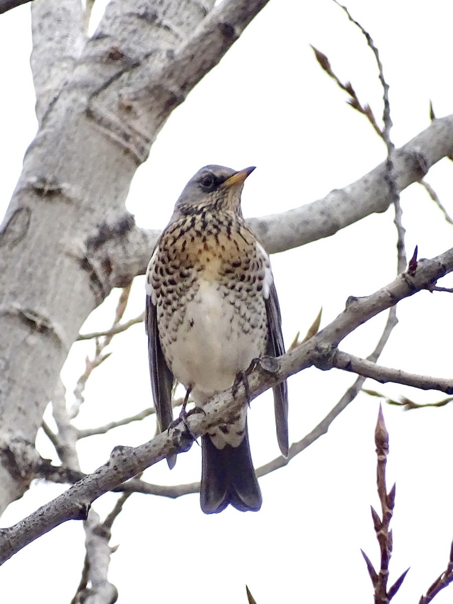 Fieldfare - Javier Atrio