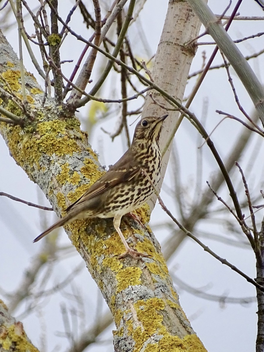 Song Thrush - ML389567291