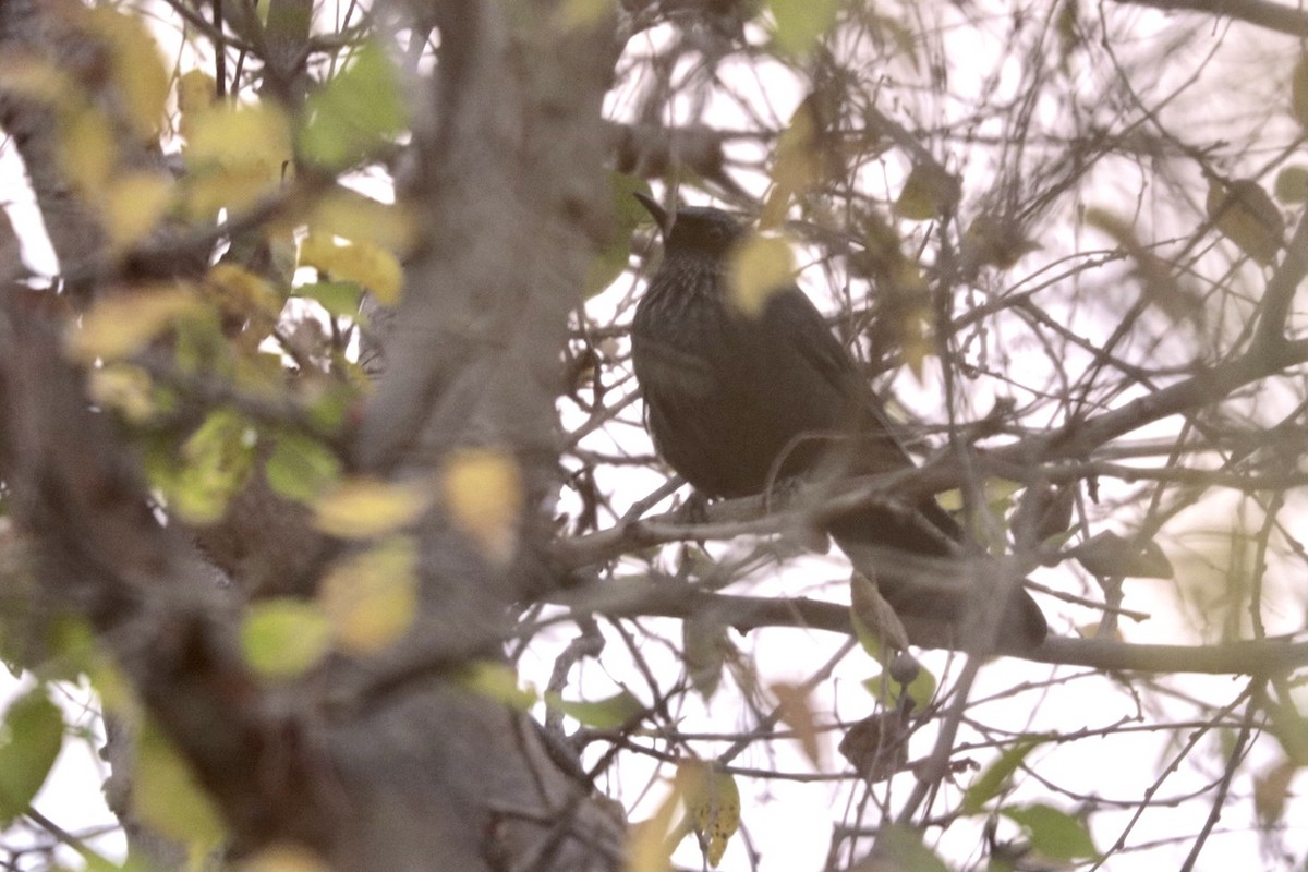 Blue Mockingbird - ML389567681