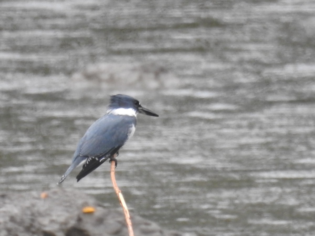 Belted Kingfisher - Cindy Burley