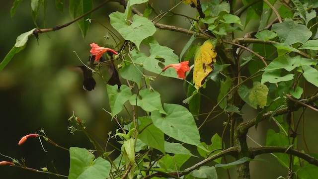 Amethyst-throated Mountain-gem (Amethyst-throated) - ML389568141