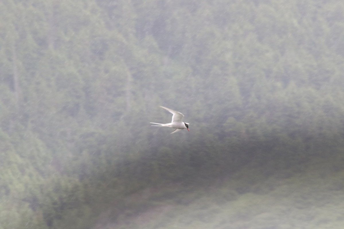 Arctic Tern - ML389568231