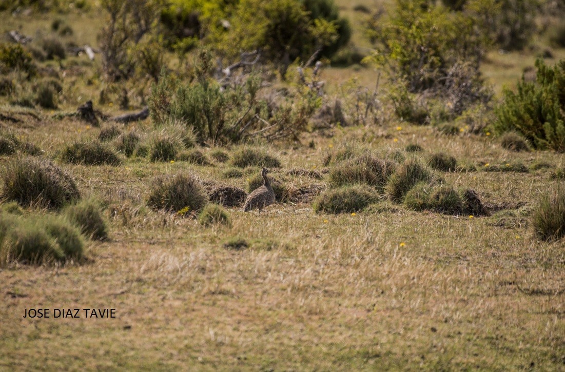 Elegant Crested-Tinamou - ML389568531