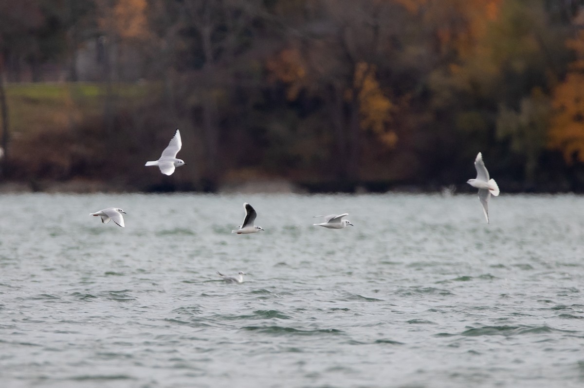 Little Gull - Rob  Sielaff