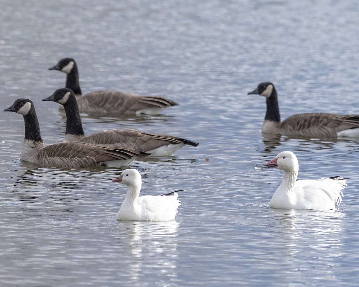 Ross's Goose - Betty Fenton