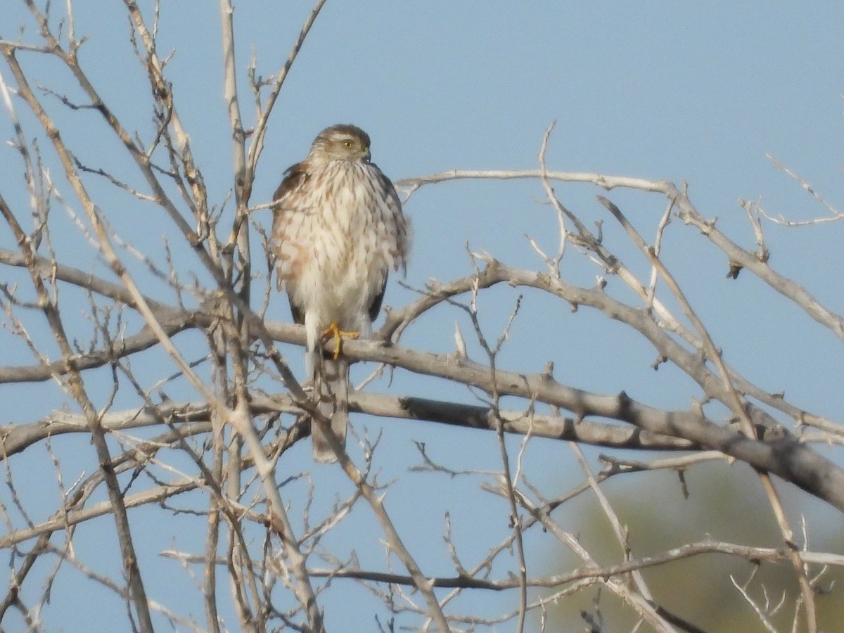 Sharp-shinned Hawk - ML389573061