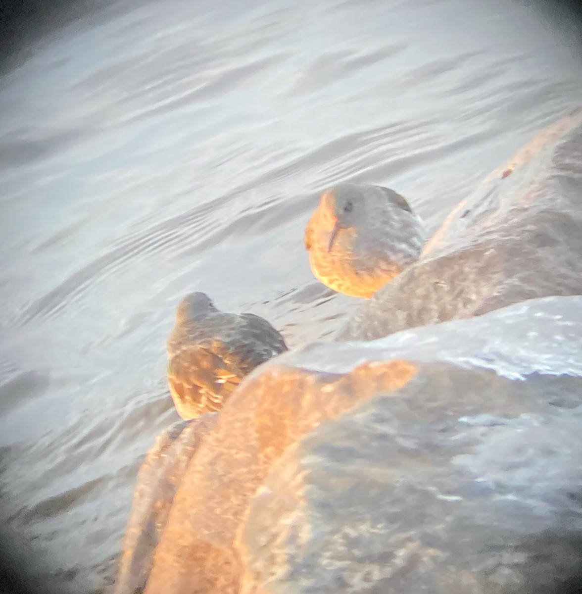 Purple Sandpiper - Germain Savard