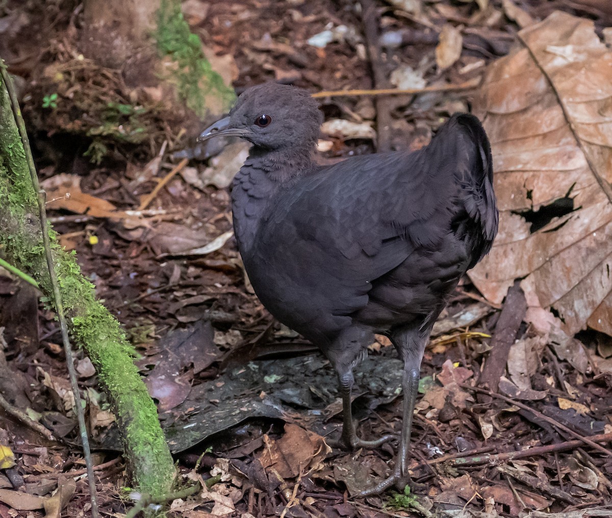 Cinereous Tinamou - ML389574271