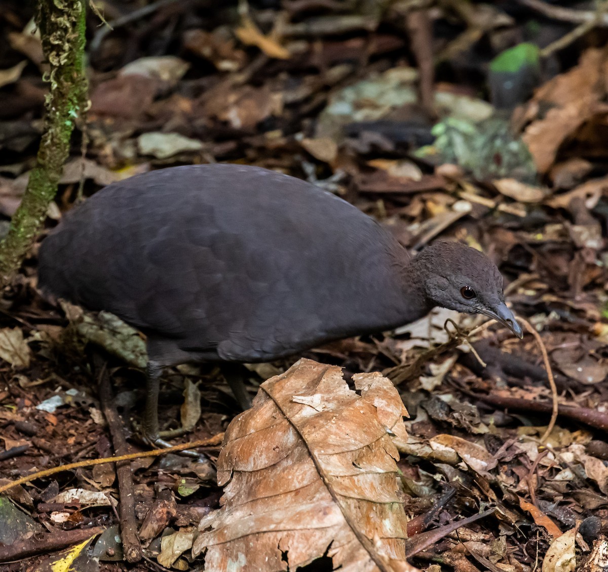 Cinereous Tinamou - ML389574321