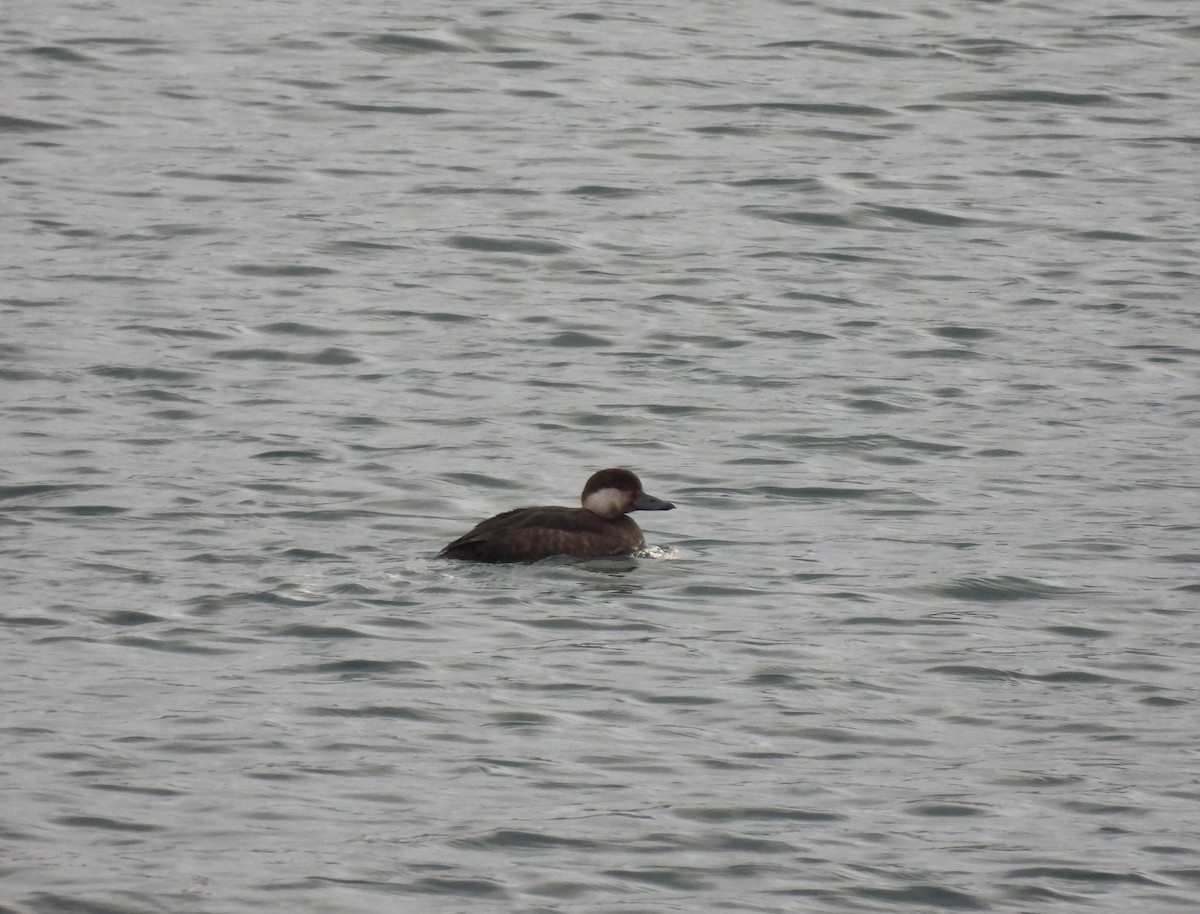 Black Scoter - ML389576811