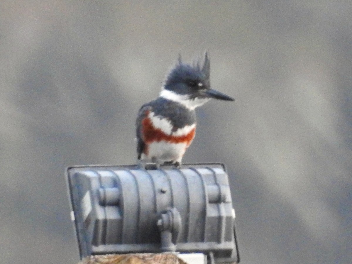 Belted Kingfisher - ML389577051