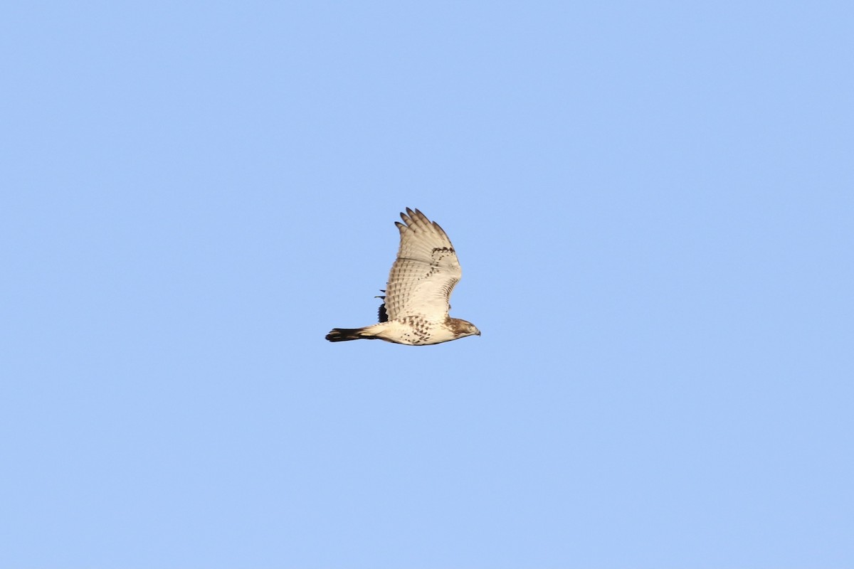 Red-tailed Hawk - ML389577341