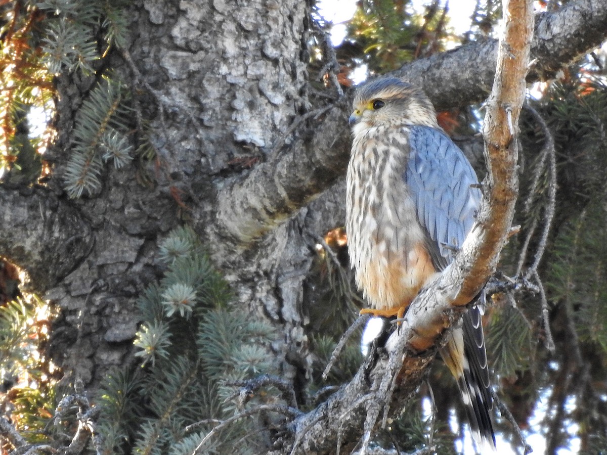 Merlin - ML389577531