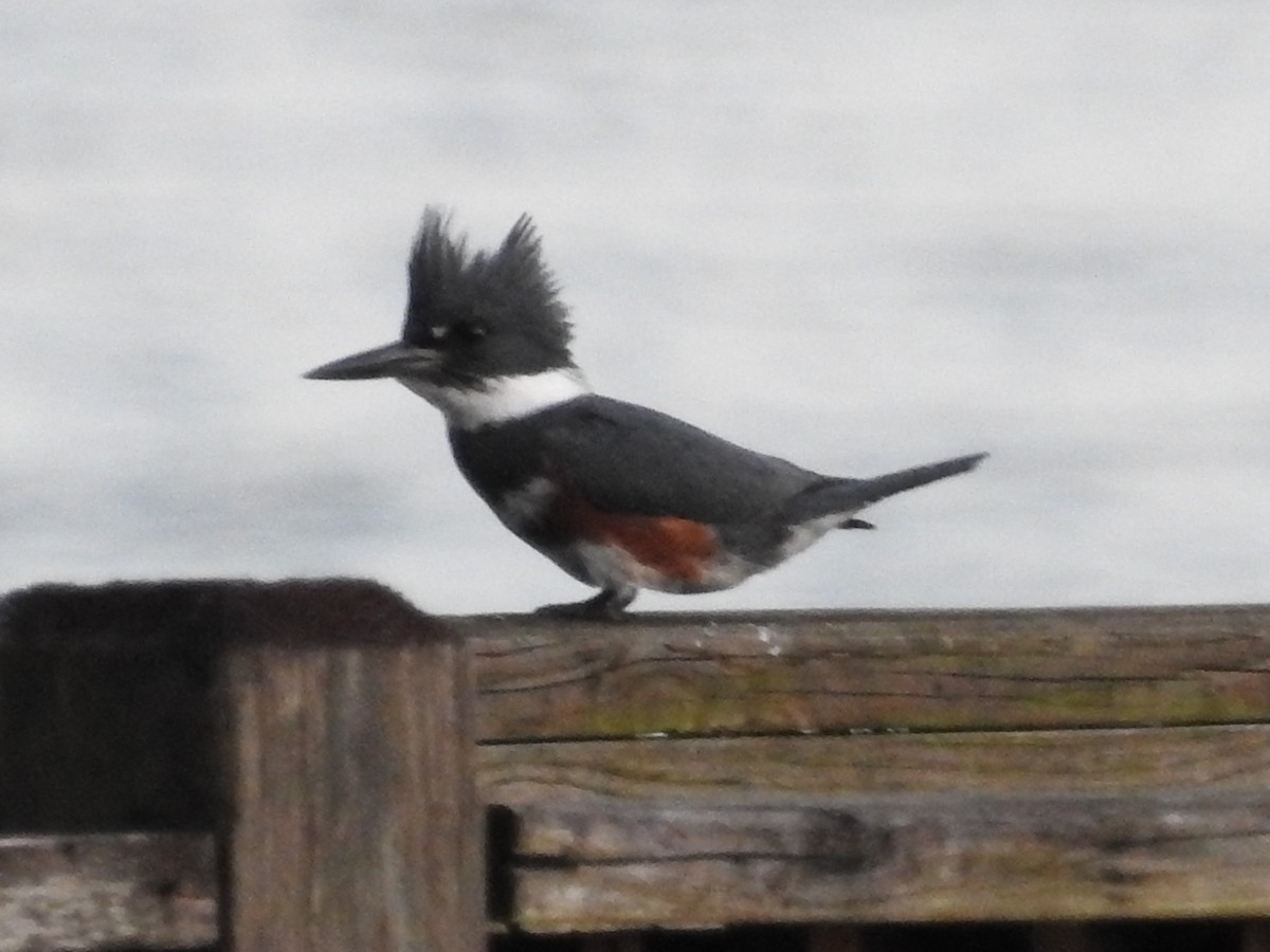 Belted Kingfisher - ML389577811