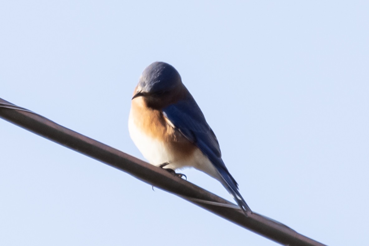 Eastern Bluebird - ML389580611