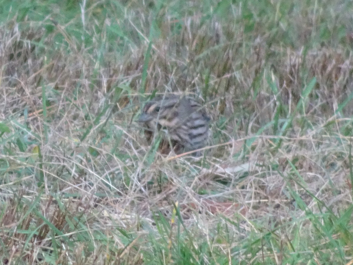 Song Sparrow - ML389582091