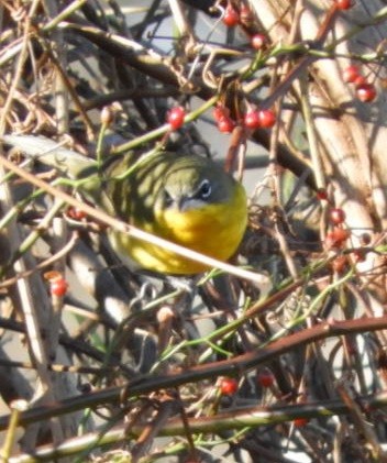 Yellow-breasted Chat - Beverly King