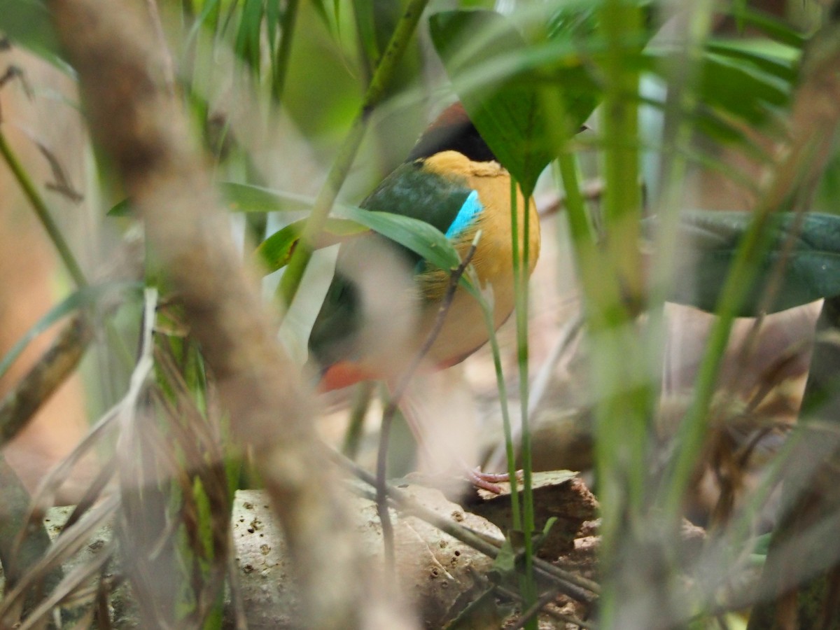 Noisy Pitta - ML38958531