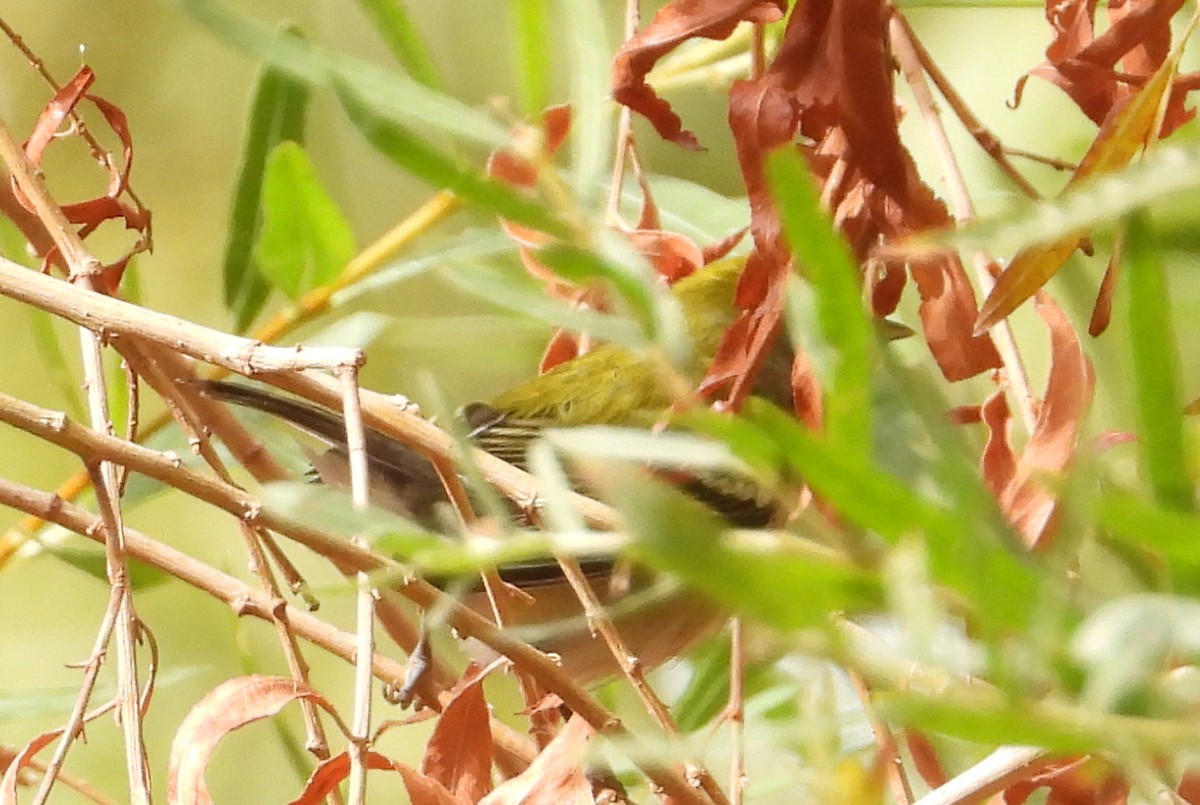 Chestnut-sided Warbler - ML389586951