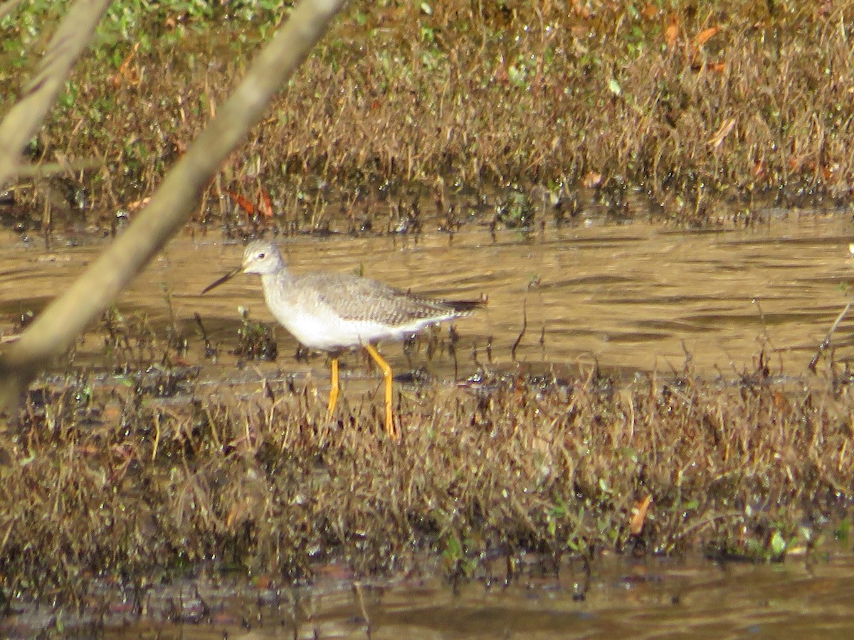Greater Yellowlegs - ML389588511