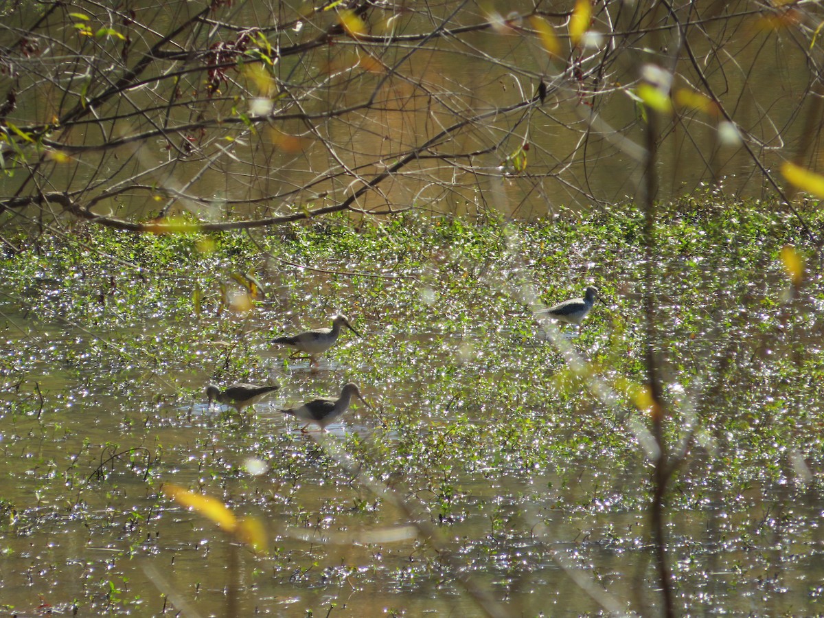 Greater Yellowlegs - ML389588561