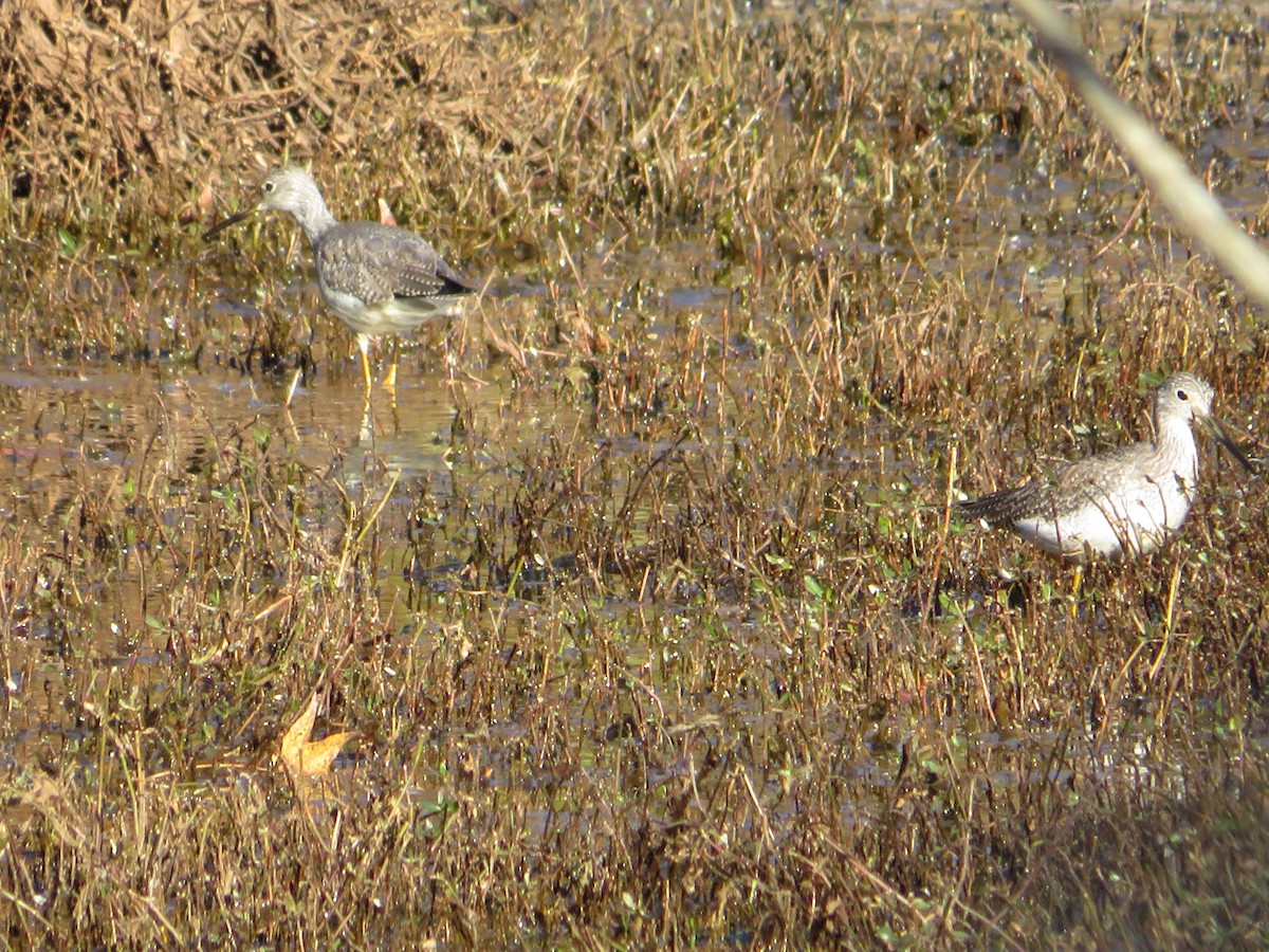 Greater Yellowlegs - ML389588591