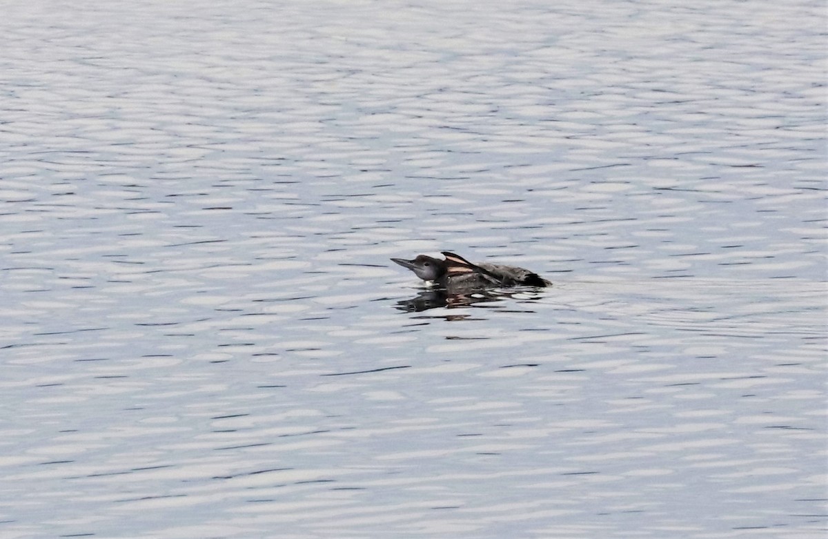 Common Loon - ML389589431