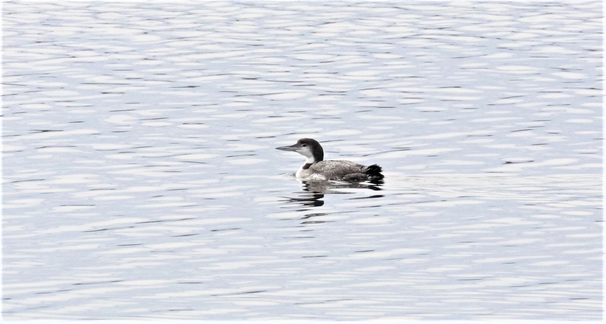 Common Loon - ML389589451