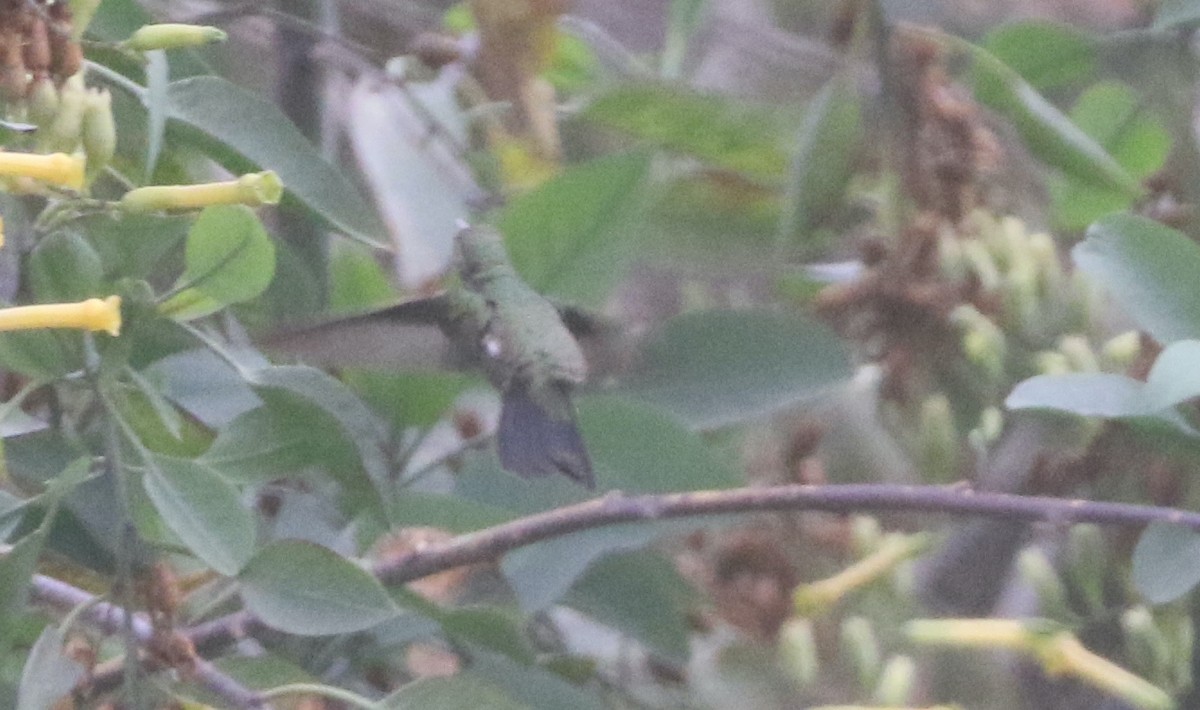 Broad-billed Hummingbird - logan kahle