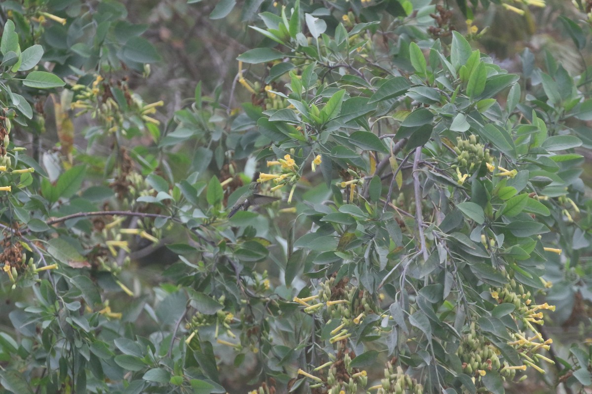 Broad-billed Hummingbird - logan kahle
