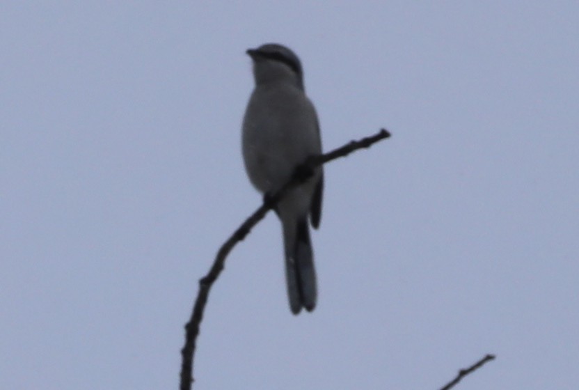 Alcaudón Boreal - ML389590651