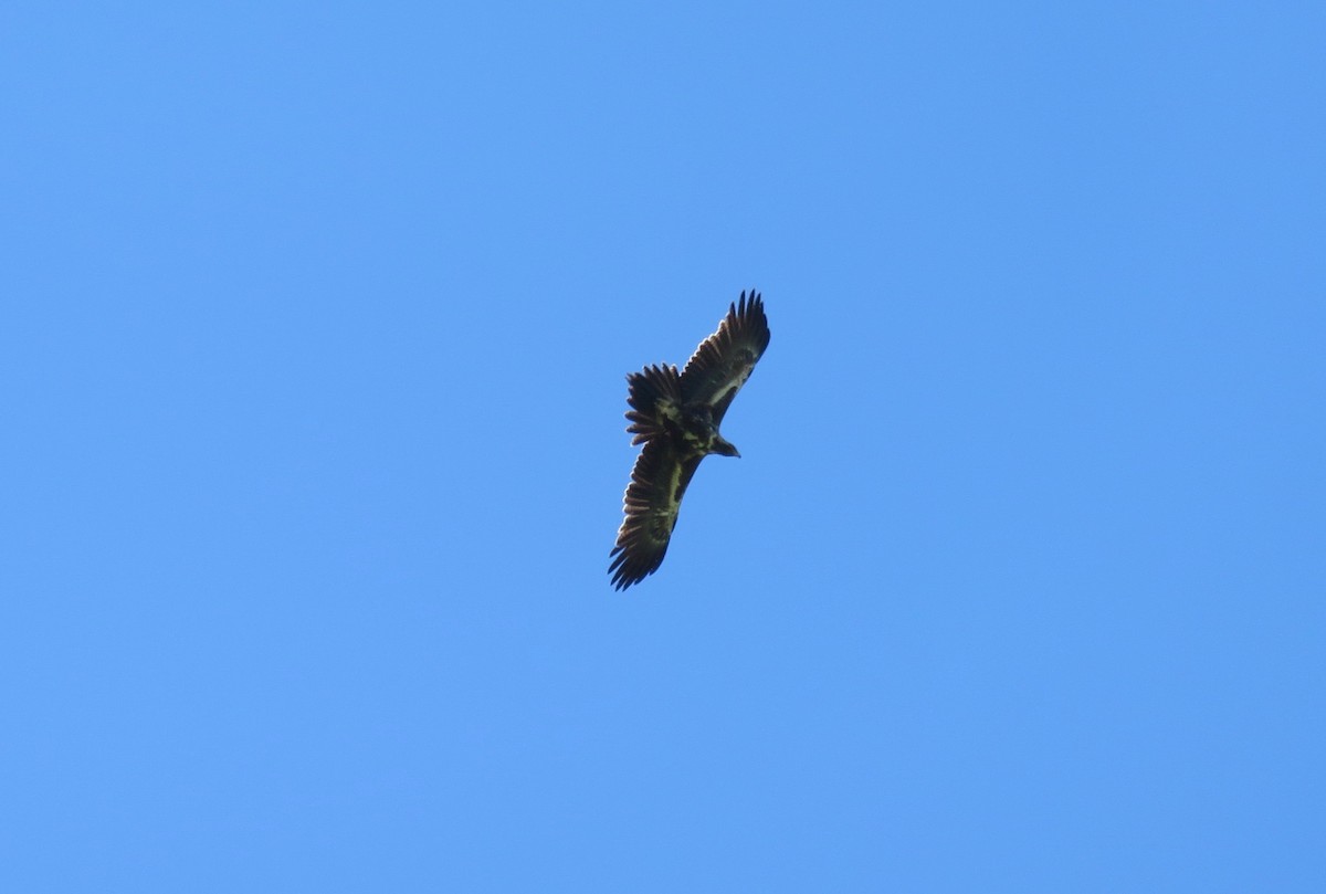 Wedge-tailed Eagle - ML38959101