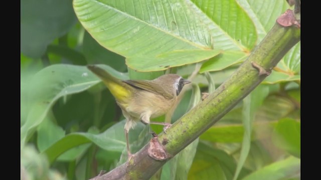 Common Yellowthroat - ML389591521