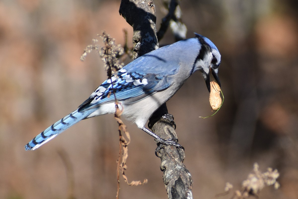 Blue Jay - ML389591551