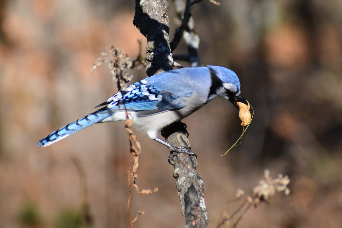 Blue Jay - ML389591681