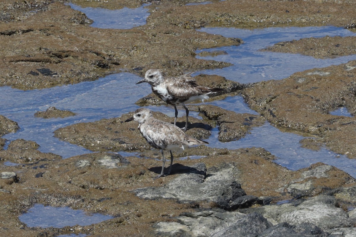 Black-bellied Plover - ML389591711